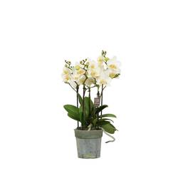 Phal.3-5R weiss Multiflora T12 H045