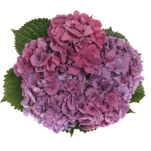 Hortensie lila Sibilla 50cm