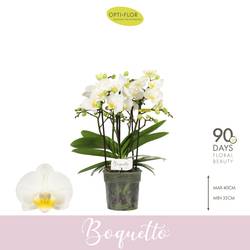 Phal.3-5R weiss Boquetto Innocent T12 H035
