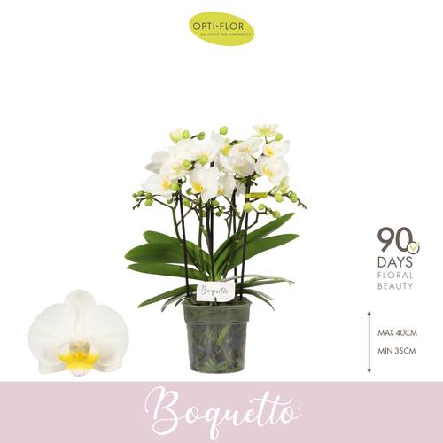 Phal.3-5R weiss Boquetto Innocent T12 H035