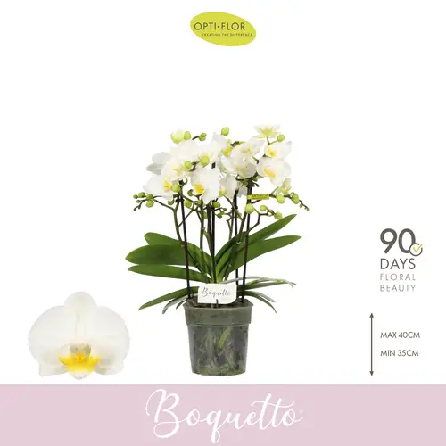 Phal.3-5R weiss Boquetto Innocent T12 H035