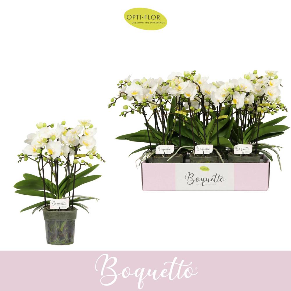 Phal.3-5R weiss Boquetto Innocent T12 H035