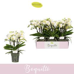 Phal.3-5R weiss Boquetto Innocent T12 H035