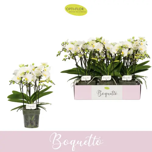 Phal.3-5R weiss Boquetto Innocent T12 H035