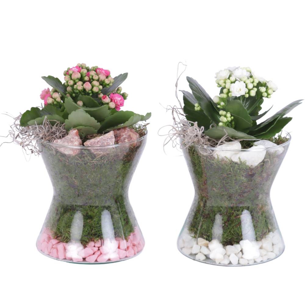 Kal.Arr mix YR613K3007 T13 H020