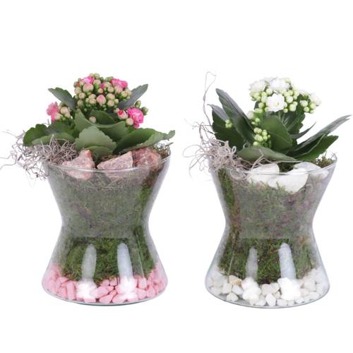 Kal.Arr mix YR613K3007 T13 H020