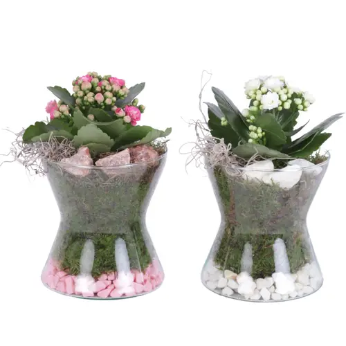 Kal.Arr mix YR613K3007 T13 H020