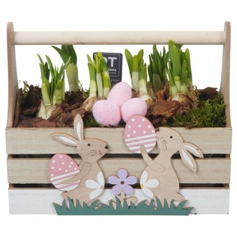 Narzis.Arr PTNP4489 Ostern T24 H021