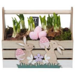 Narzis.Arr PTNP4489 Ostern T24 H021