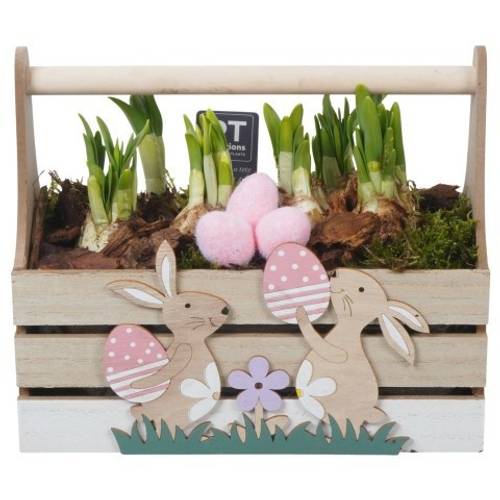Narzis.Arr PTNP4489 Ostern T24 H021