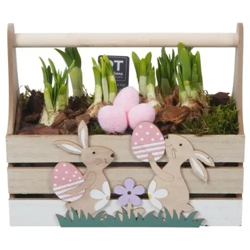 Narzis.Arr PTNP4489 Ostern T24 H021