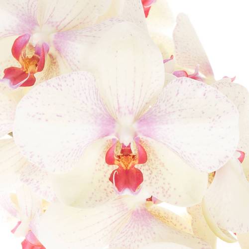 Phalaenopsis creme Omega 80cm 10 Bis 14 Blüte