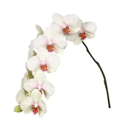 Phalaenopsis creme Omega 80cm 10 Bis 14 Blüte