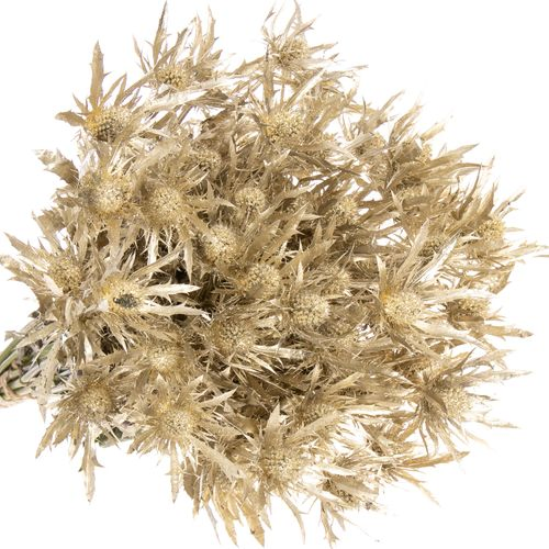 Distel Orion platina gefärbt 40cm