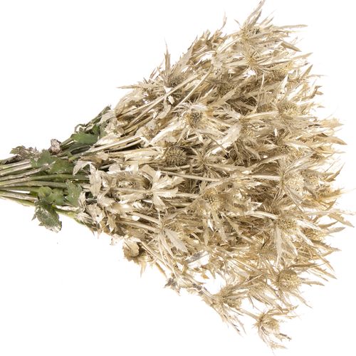Distel Orion platina gefärbt 40cm