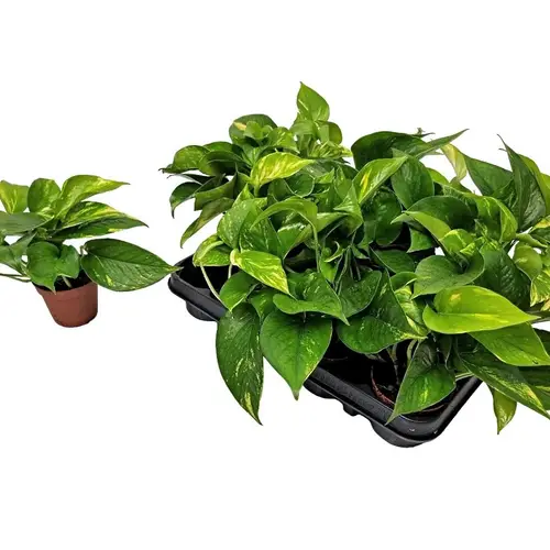 Epipremnum Aureum T08,5 H010