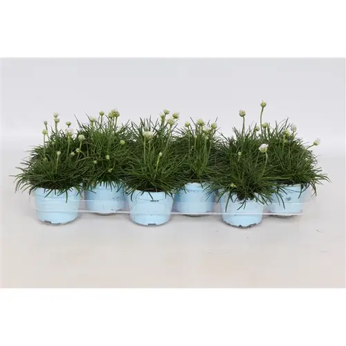 Armeria weiss T10,5 H20