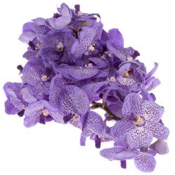 Vanda milka Lavender Spring X16 Stiele