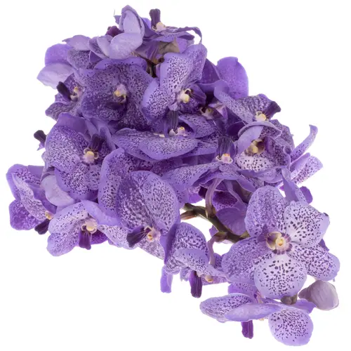 Vanda milka Lavender Spring X16 Stiele
