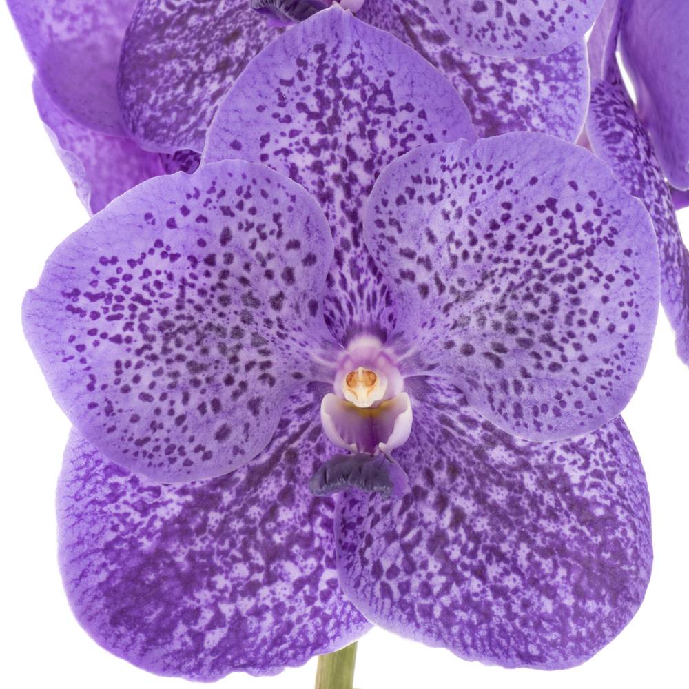 Vanda milka Lavender Spring X16 Stiele