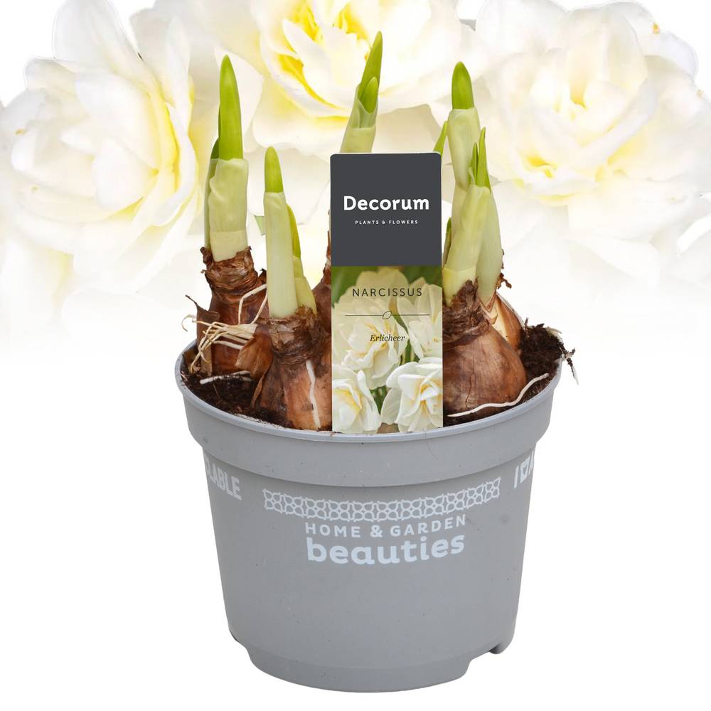 Narzis Erlicheer T12 H017