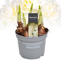 Narzis Erlicheer T12 H017