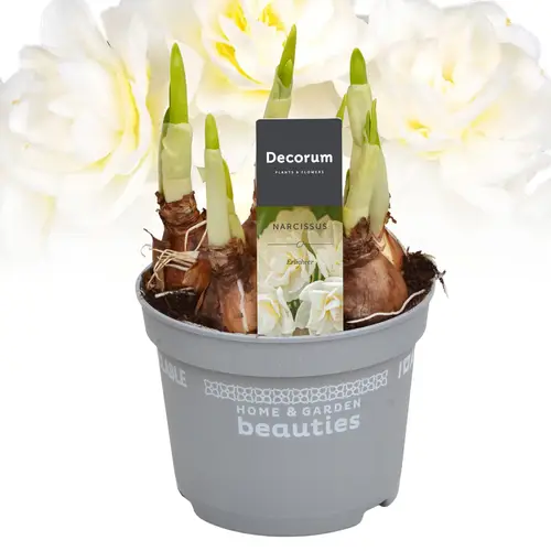 Narzis Erlicheer T12 H017