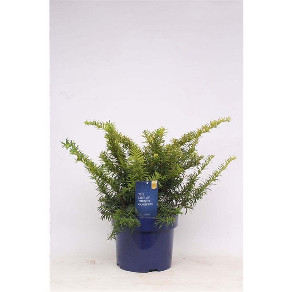 Taxus Baccata Summer Gold T23 H055