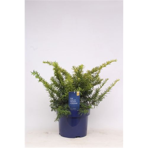 Taxus Baccata Summer Gold T23 H055