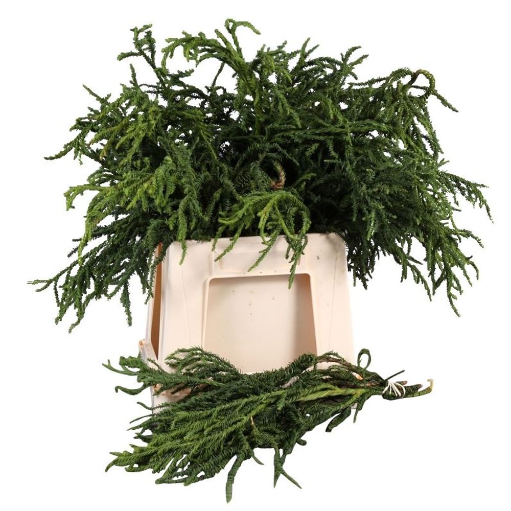 Cryptomeria grün Rasen 40cm 300 gramm bund