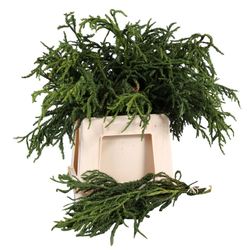 Cryptomeria grün Rasen 40cm 300 gramm bund