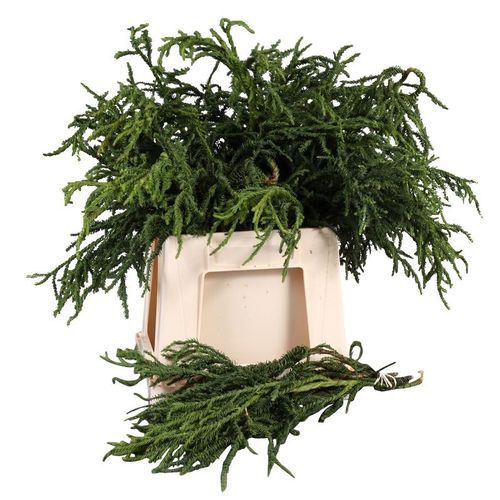 Cryptomeria grün Rasen 40cm 300 gramm bund