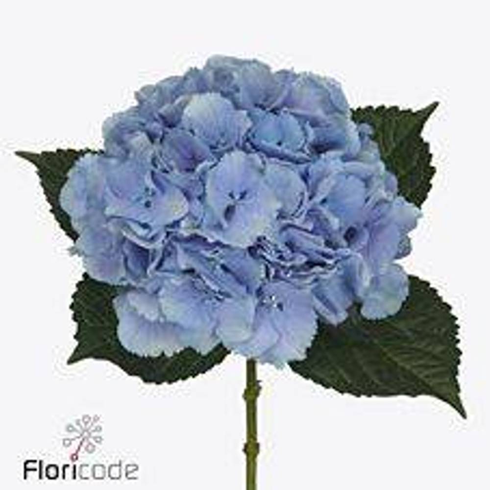 Hortensie blau Royal Pride Bol 18cm 60cm