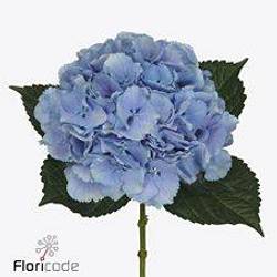 Hortensie blau Royal Pride Bol 18cm 60cm