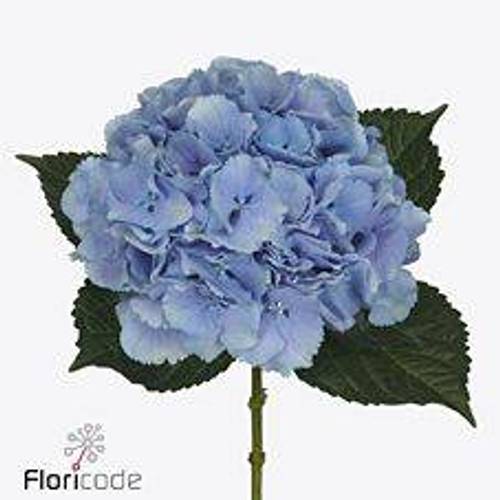 Hortensie blau Royal Pride Bol 18cm 60cm