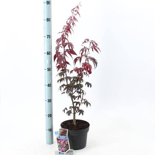 Acer Pal Blood T19 H60