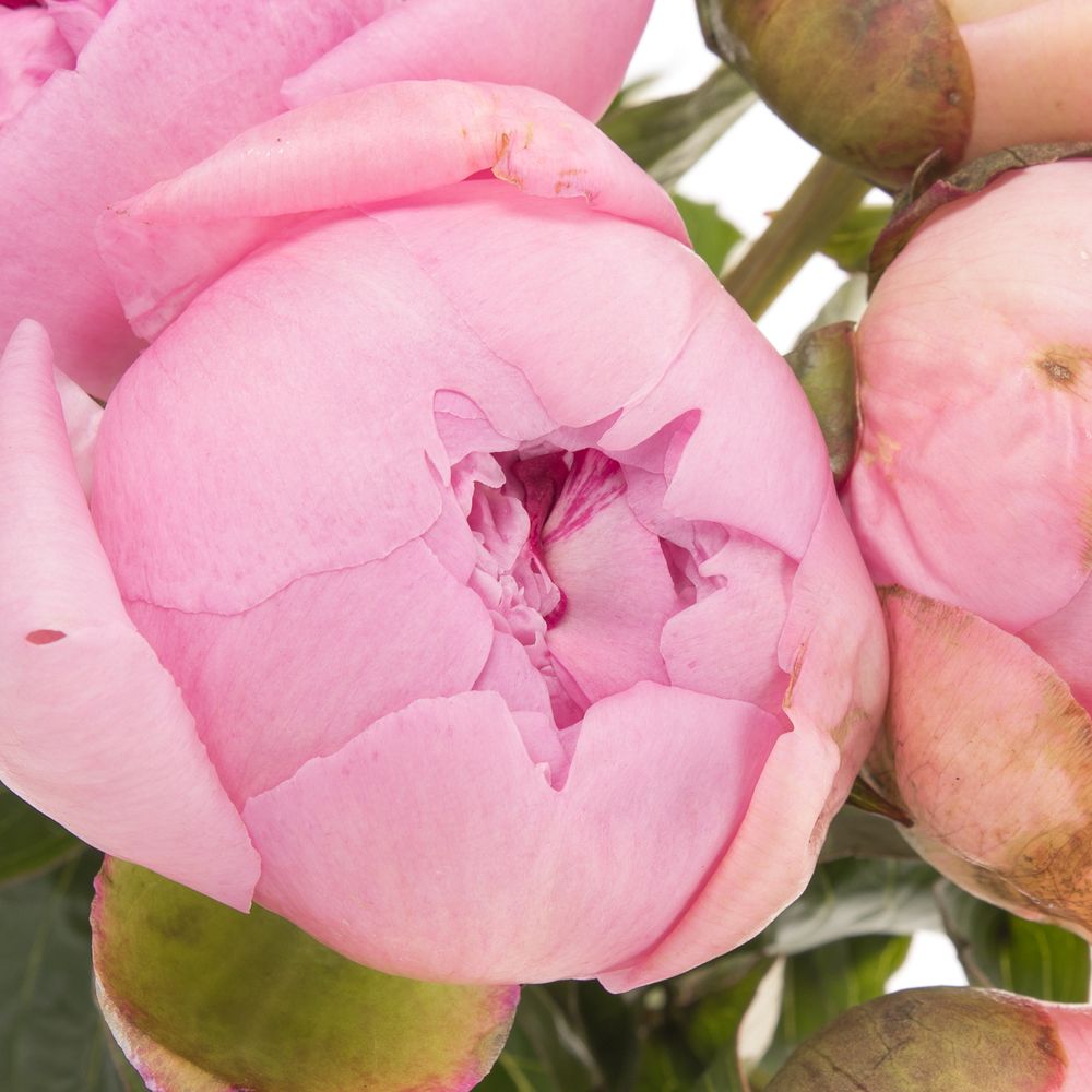 Pfingstrose rosa gefüllt Cheeks 40cm