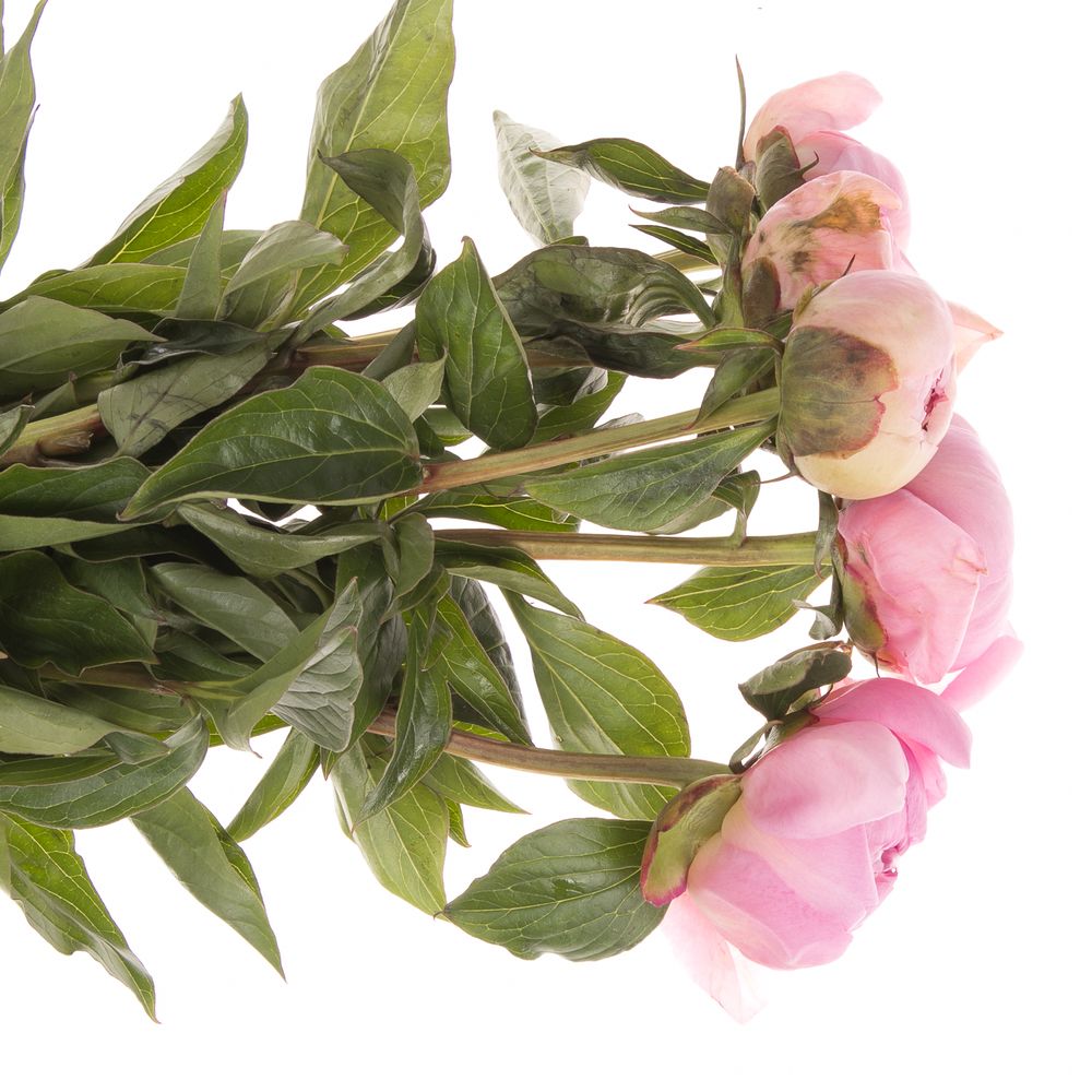 Pfingstrose rosa gefüllt Cheeks 40cm