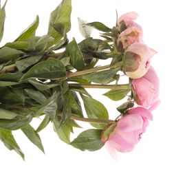 Pfingstrose rosa gefüllt Cheeks 40cm