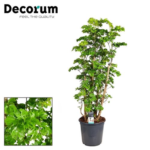 Polyscias Roble T24 H85 Verzweigt