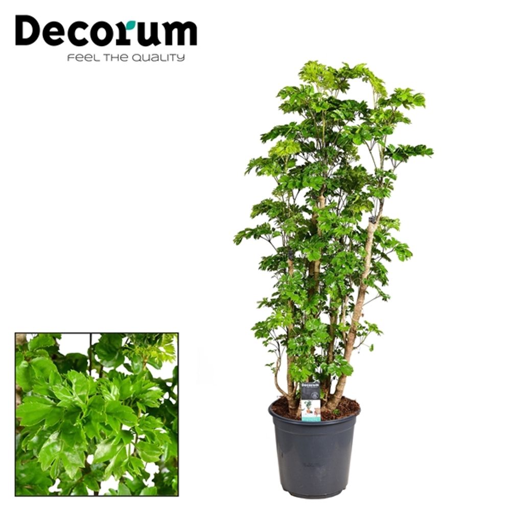 Polyscias Roble T24 H85 Verzweigt