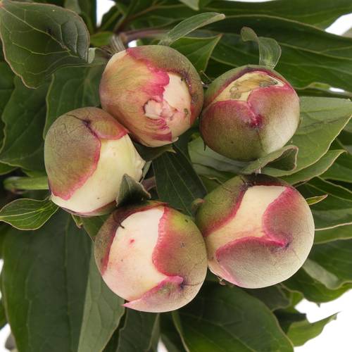 Pfingstrose weiss/rosa Festival 45cm