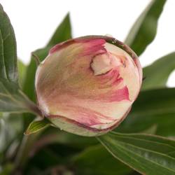 Pfingstrose weiss/rosa Festival 45cm