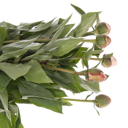 Pfingstrose weiss/rosa Festival 45cm