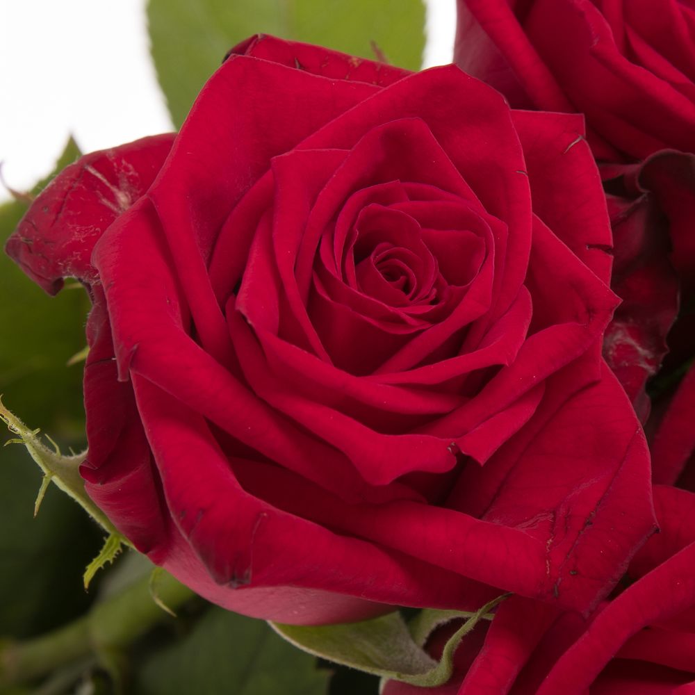 Rose rot Testarossa 50cm