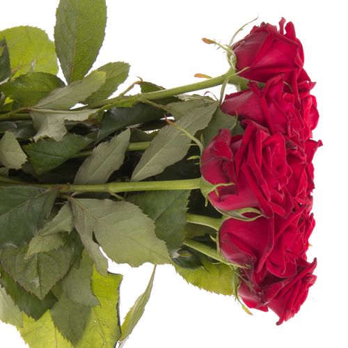 Rose rot Testarossa 50cm