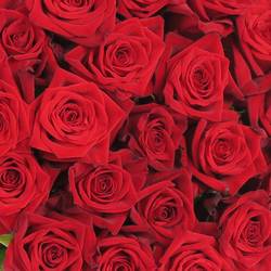 Rose rot Testarossa 60cm