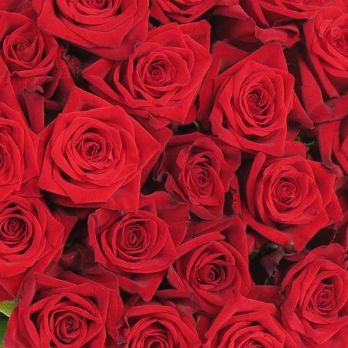 Rose rot Testarossa 60cm