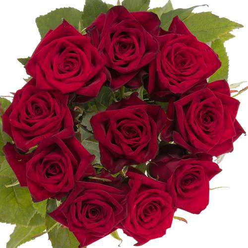 Rose rot Testarossa 60cm