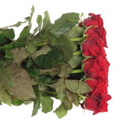 Rose rot Testarossa 60cm